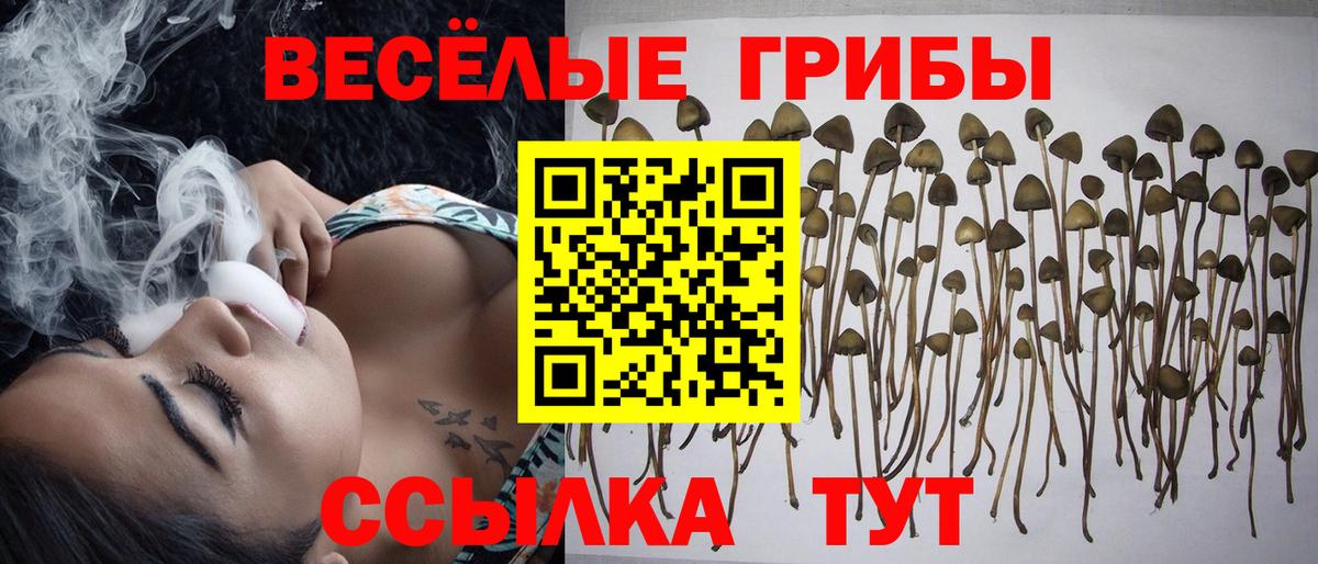 дарнет шоп  Вход с VPN  Псилоцибиновые грибы мицелий  Нижний Новгород  Псилоцибиновые грибы Magic Shrooms 